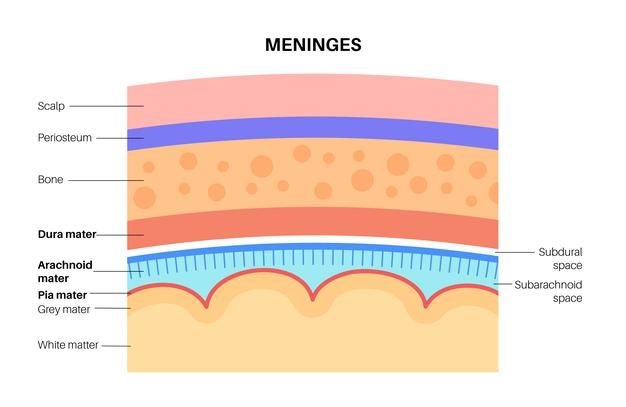 ساختار لایه های مغز(مننژها)