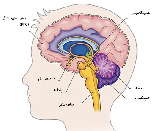 اجزای مغز و بادامه آن